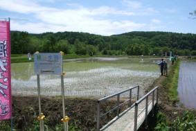 田植え後の水田