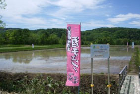 田植え直後