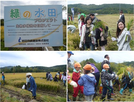 CSR　緑の水田プロジェクト　稲刈りの模様